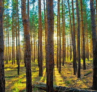 Affresco Фрески и фотообои ID10863