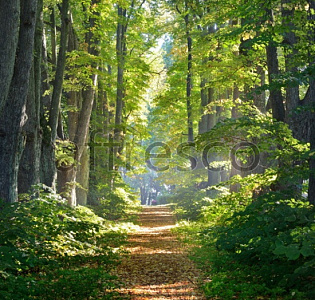 Affresco Фрески и фотообои ID13476
