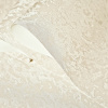 R212031
