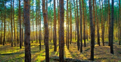 Фреска на штукатурке, бесшовные обои, шовные фотообои. Фактура на выбор